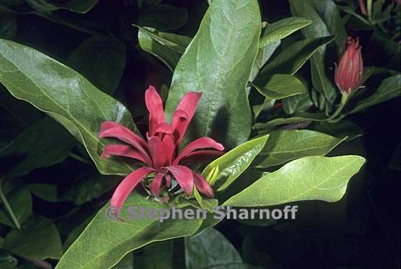 calycanthus occidentalis 1 graphic